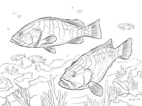 Two Nassau Groupers Coloring Page